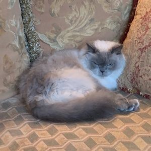 Meet your Posher, Dasha